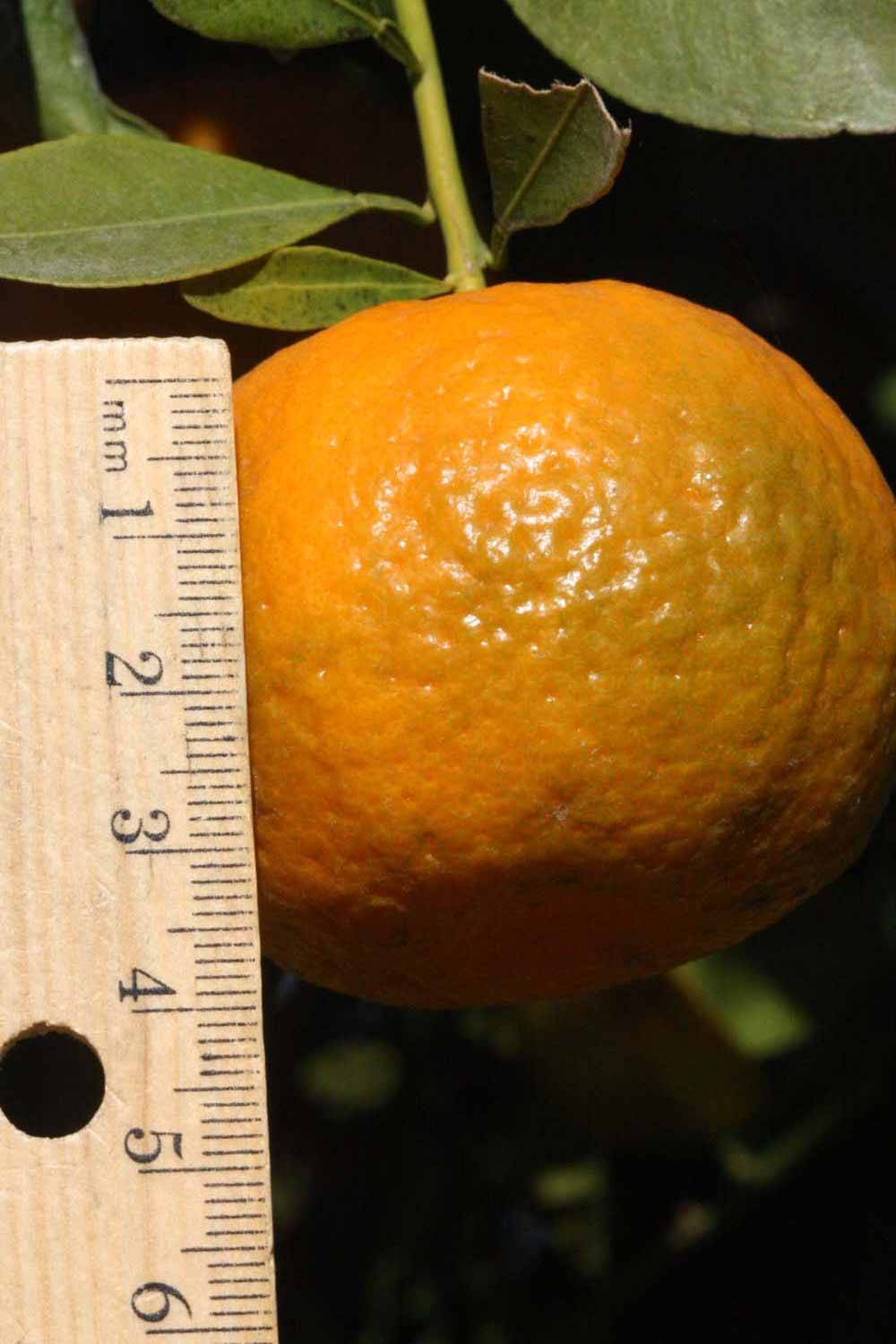            Fruit (Riverside, CA)   